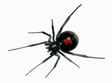 Feilich spider image